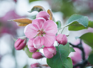 Pink apple blossom, delicate apple tree flowers.