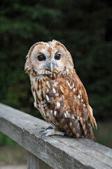 Gray owl, strix aluco portrait of a bird of prey close-up with black eyes, beautiful patterned plumage