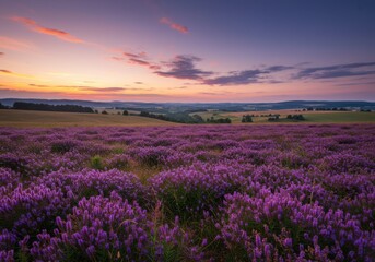 Fototapeta premium Lavender field at sunset landscape