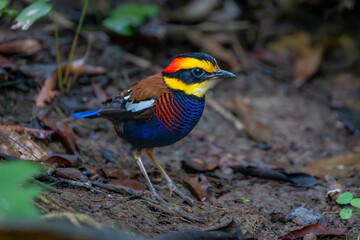 blue tit on the ground