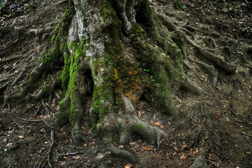 twisted, old roots of a hornbeam or beech tree close-up, mysterious nature