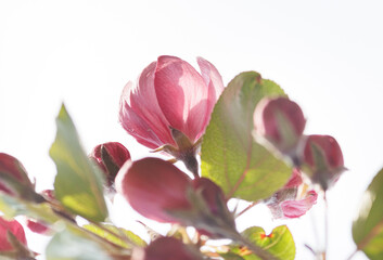 Pink apple blossom, delicate apple tree flowers.