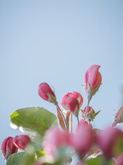 Pink blossoming apple tree. Beautiful delicate flowers of apple tree.