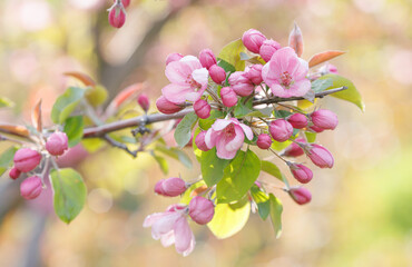 Pink blossoming apple tree. Beautiful delicate flowers of apple tree.