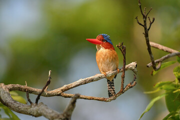 male cardinal in the tree