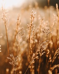 Fototapeta premium Golden hour sunlight illuminates tall grass covered in morning dew, creating a warm and serene atmosphere. Soft focus and shallow depth of field emphasize the delicate details of the plants.