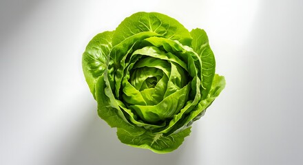 Fototapeta premium Lettuce isolated on white background