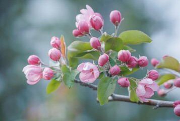 Pink blossoming apple tree. Beautiful delicate flowers of apple tree.