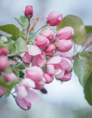 Pink blossoming apple tree. Beautiful delicate flowers of apple tree.