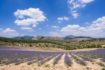 Lavender fields growing in the Drome area of France under a cloudy blue sky