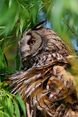 great horned owl on the branch