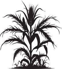 Silhouette growing corn with leaves vegetable harvest on white background
