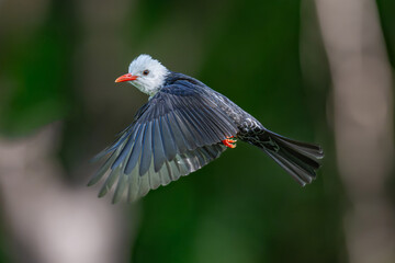 bird of paradise