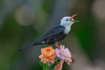 robin on a branch