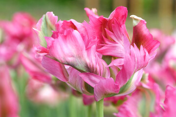 Pink and green frilled parrot Tulip, tulipa ‘Red Wave’ in flower.