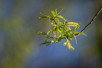 The blossomed part of a willow inflorescence on a twig.  © lapis2380