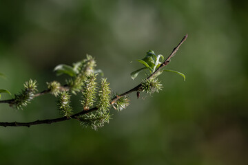 The blossomed part of a willow inflorescence on a twig.
