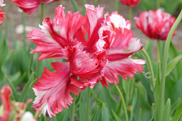 Red and yellow striped frilled parrot Tulip, tulipa in flower.