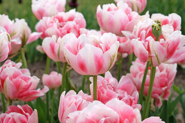 Pink, and white late double Tulip, tulipa ‘Finola’ in flower.