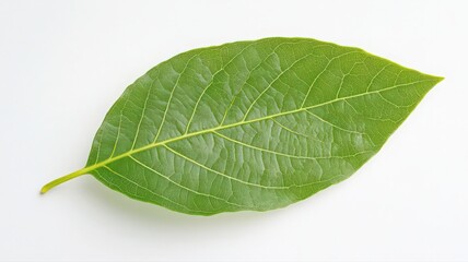 Obraz premium Close-Up of a Green Leaf on White Background