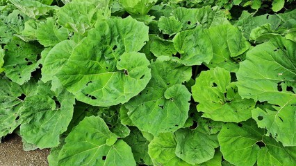 Petasites japonicus Gigantea or Giant Japanese Coltsfoot plant, growing in the garden.