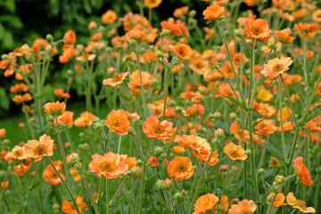 Orange Geum, also known as avens, ‘Totally Tangerine’, in flower.