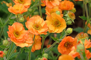 Fototapeta premium Orange Geum, also known as avens, ‘Totally Tangerine’, in flower.