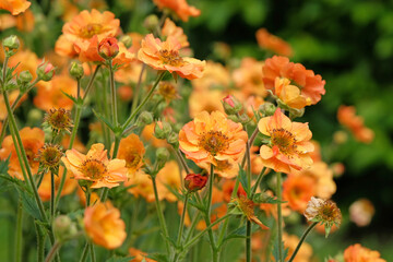 Orange Geum, also known as avens, ‘Totally Tangerine’, in flower.