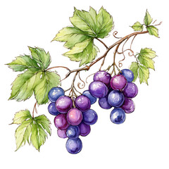 Hand painted watercolor grapes hang on the vine with green leaves artfully. © TimelessClicks