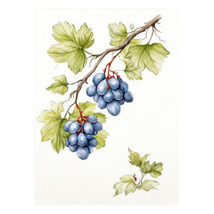 Obraz premium Blue grapes with leaves are depicted in a beautiful watercolor painting.