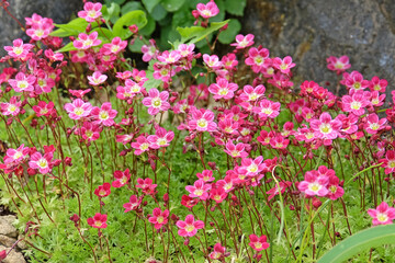 Fototapeta premium Pink Saxifraga Mossy Group, saxifrage ‘Peter Pan’ in flower.