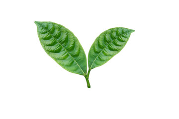Beautiful green leaves isolated on white background.environmental concept Isolated on clean background
