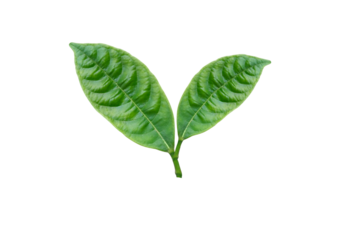 Beautiful green leaves isolated on white background.environmental concept Isolated on clean background