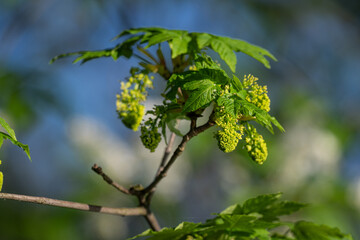 Beautiful green clusters of maple flowers in green foliage.

