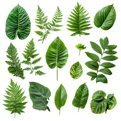 Green Leaves and Foliage of Tropical Plants Isolated on white transparent background