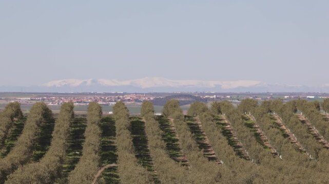 Almond and olive trees in intensive cultivation near snowy mountains