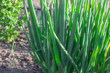 Vegetable beds with green onion tops of egyptian walking onion in kitchen garden. In row feathers tree onions or multistage onions of allium proliferum in germinat in springtime. Multitiered organic.