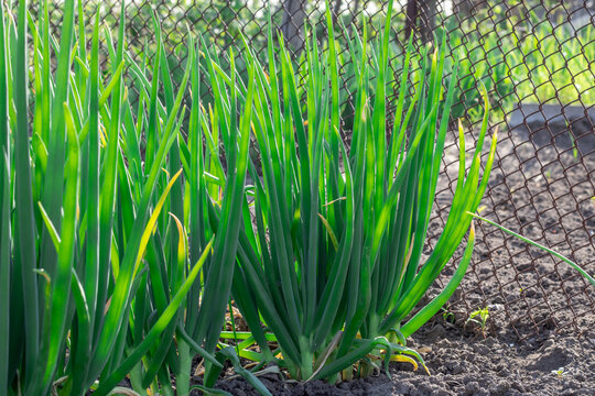 Vegetable beds with green onion tops of egyptian walking onion in kitchen garden. In row feathers tree onions or multistage onions of allium proliferum in germinat in springtime. Multitiered organic.