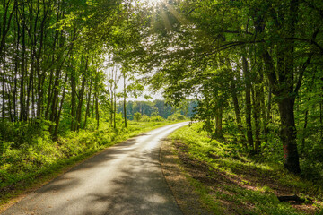 View of the road, trees along the road, green trees, no cars on the road, traffic.

