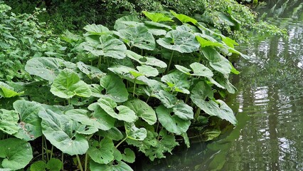 Petasites japonicus Gigantea or Giant Japanese Coltsfoot plant, growing on the bank of a canal.