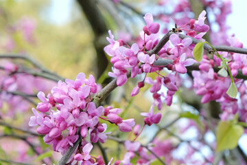 Cercis canadensis ‘Lavender Twist’, the eastern redbud tree, in flower.