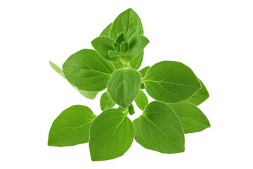 Oregano or marjoram leaves isolated on white background