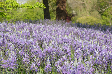 A field of purple Camassia, also known as camas, quamash, Indian hyacinth, camash, and wild hyacinth, flowering in a meadow.
