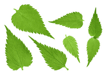 Nettle leaf isolated on white background. Top view. Flat lay