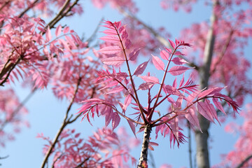 Pink leaves of Toona sinensis ‘Flamingo’, or Chinese cedar.