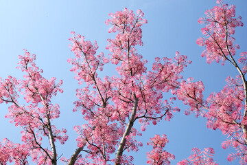 Pink leaves of Toona sinensis ‘Flamingo’, or Chinese cedar.