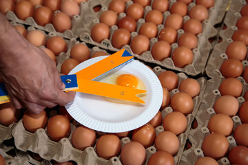 Yolk Color Evaluation in Egg Quality Control Procedures within Poultry Production
