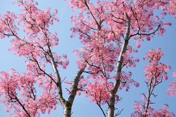 Pink leaves of Toona sinensis ‘Flamingo’, or Chinese cedar.