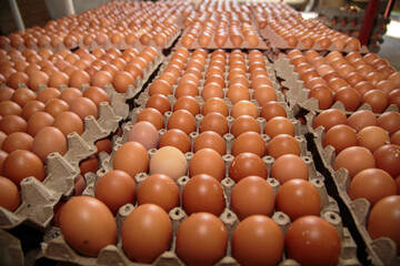 Fototapeta premium Storage of Collected Eggs in Baskets within an Agricultural Warehouse Facility