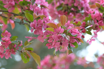 Pink Malus crab apple ‘Indian Magic’ in flower.